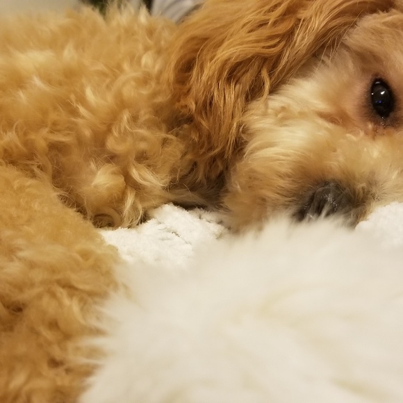 Meet your Posher, Jeaneth - Picture 4 of 4